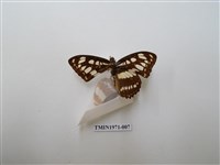 藏品(玄珠帶蛺蝶)的圖片